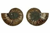 Cut & Polished, Agatized Ammonite Fossil - Madagascar #344092-1